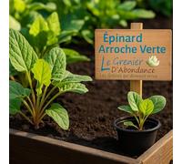 150 graines Bio à semer - Le Grenier d'Abondance - Épinard Arroche verte - Certifié AB - Atriplex hortensis