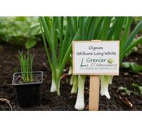 150 graines Bio à semer - Le Grenier d'Abondance - Oignon Ishiikura long white - Certifié AB- Allium Cepa