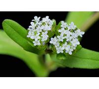 150 graines canoniques (Valerianella Locusta)