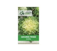 150 graines Chicoree frisee de Ruffec .Graines Chicorée Vert Frisées Ruffec - Chicorée Endivia - d'antan