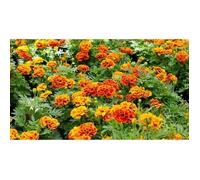 150 Graines d’œillets d'Inde - fleurs amis jardins potager - méthode BIO