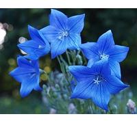 150 Graines d'Adenophora tetraphylla