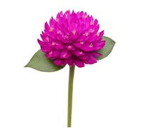 150 Graines d'Amarantine Globuleuse (Gomphrena Globosa) - SemiSauvage Permaculture - graines reproductibles