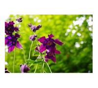 150 Graines d'Ancolie des Jardins - fleurs plantes vivace méthode BIO
