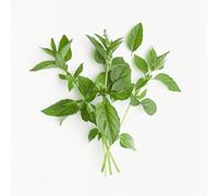 150 Graines de Basilic Citron