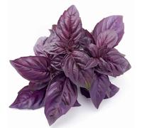 150 Graines De Basilic Pourpre