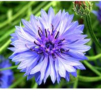 150 Graines de Bleuet (Centaurea cyanus)