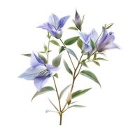 150 Graines de Campanules à grandes fleurs (Platycodon grandiflorus azul) - SemiSauvage Permaculture