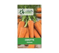 150 graines de carottes chantenay - carottes orange à coeur rouge - variété ancienne