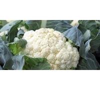 150 Graines De Chou-Fleur