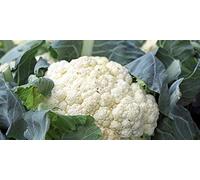 150 Graines de Chou-Fleur - jardins potager légumes - semences paysannes reproductibles - SemiSauvage