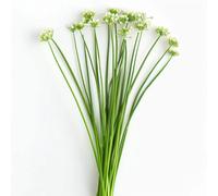 150 Graines de Ciboule de Chine