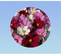 150 graines de COSMOS SENSATION - Cosmos bipinnatus sensation - massif jardiniere ou pot