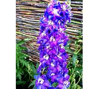 150 graines de delphinium (éperon de chevalier)