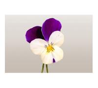 150 graines de Fleurs à semer - Le Grenier d'Abondance - VIOLETTE - Viola Cornuta