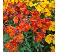 150 Graines De Giroflée Naine