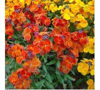 150 Graines de Giroflée Naine - fleurs plante jardin méthode BIO