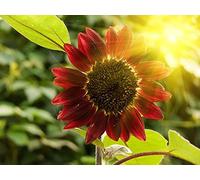 150 graines de graines de fleur de tournesol de fortune rouge de France