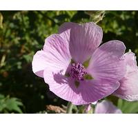 150 graines de guimauve (Althaea Officinalis, Bismalva, Canegrass)