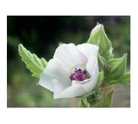 150 Graines de Guimauve Officinale - fleurs plante médicinale méthode BIO