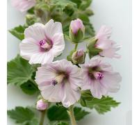 150 Graines de Guimauve Officinale - SemiSauvage Permaculture