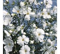 150 graines de gypsophile blanc (Gypsophila paniculata)