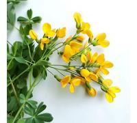 150 Graines de Lotier Corniculé (Lotus corniculatus) - SemiSauvage Permaculture