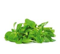 150 Graines De Mâche À Grosse Graines