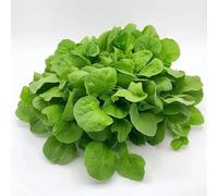 150 Graines de Mâche à Grosse Graines - SemiSauvage Permaculture