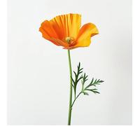 150 Graines de Pavot de Californie - SemiSauvage Permaculture