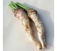 150 Graines de Raifort Champêtre - SemiSauvage Permaculture