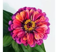 150 Graines de Rose Mystique Zinnia - SemiSauvage Permaculture