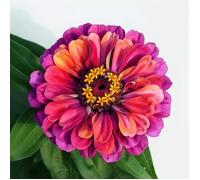 150 Graines de Rose Mystique Zinnia - SemiSauvage Permaculture