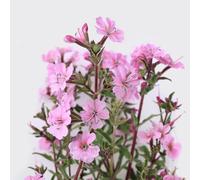 150 Graines de Saponaire de Montpellier - fleurs vivace - semences paysannes