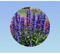 150 graines de sauge farineuse victoria bleu - salvia farinacea victoria blue - commestible - plante annuelle