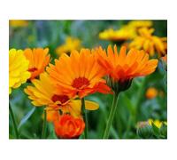 150 Graines de Soucis - fleurs amis jardins potager - méthode BIO