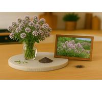 150 Graines de thym été - thym thymus vulgaris summer - herbes aromatiques - plante vivace - floraison abondante et son parfum intense - Herbe Aromatique Jardin - 402