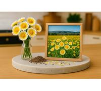 150 Graines de TIDY TIPS - Layia platyglossa - Fleur lumineuse de Californie - Fleur Jardin - 409