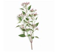 150 Graines de Valériane Officinale - SemiSauvage Permaculture