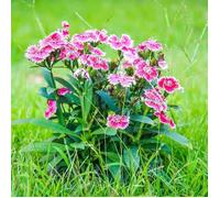 150 Graines d'Œillets de Chine - fleurs plante pot jardin méthode BIO