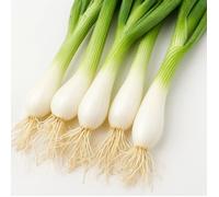 150 Graines d'Oignon Poireau Ishikura (Allium fistulosum) - SemiSauvage Permaculture - graines reproductibles