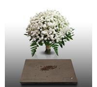 150 Graines Fleurs À Semer - Le Grenier D'abondance - Gypsophile Géant Blanc - Gypsophila