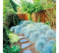 150 Graines Semences - FETUQUE GRIS BLEUTE - Festuca glauca - rocaille massif plante vivace persistante - 97
