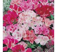 150 Graines Semences - GODETIA mix de couleurs - 30 à 60cm - 133