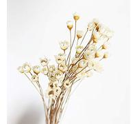 150 tiges Mini Daisy Bouquet de Camomille Fleurs Naturelles séchées Petite étoile brésilienne Daisy Fleurs séchées décoratives pour Mariage DIY décorations de Maison (Blanc)