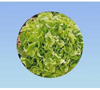 1500 Graines de Laitue Feuille de Chêne Blonde : Facile à Cultiver