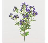 1500 Graines de Luzerne (Medicago sativa) - SemiSauvage Permaculture