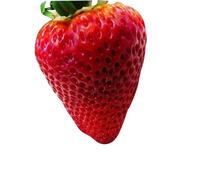 1500 graines -rouge Fraises-