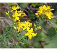 1500 GRAND SAINT Millepertuis Hypericum pyramidatum Graines de fleurs