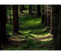 1500 Pièces Amusement Puzzles pour Adultes et Enfants à Partir - forêts Arbres fougères 87x57cm